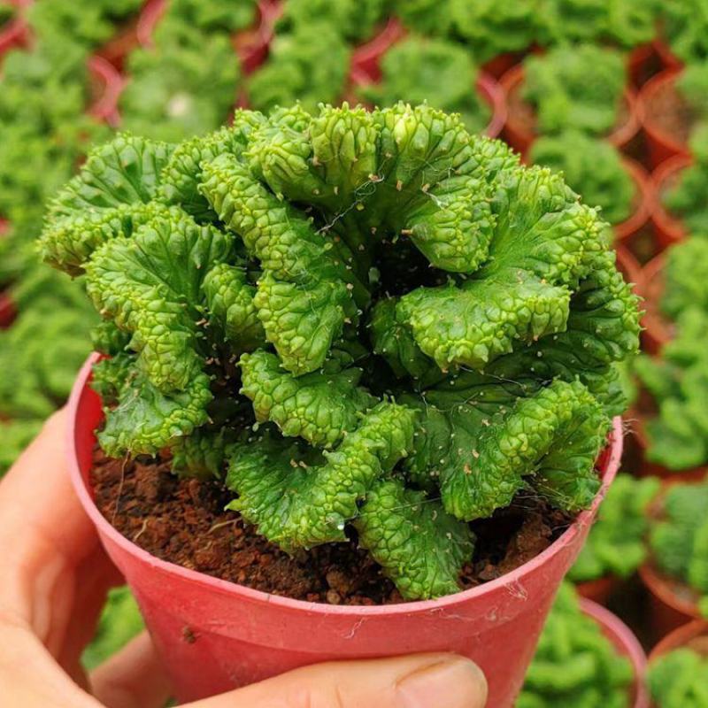 稀有自根大戟科九头龙缀化易养黄花仙人球多肉植物室内阳台