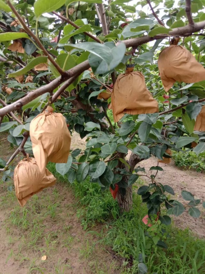 皇冠梨大量上市了欢迎采购