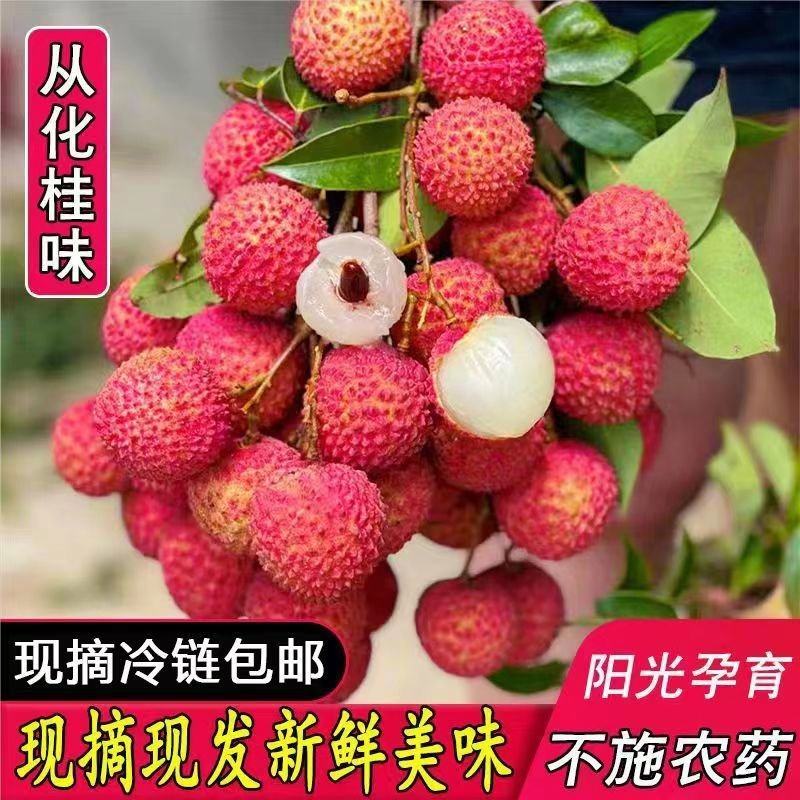 【现货下单秒发货】正宗从化桂味荔枝新鲜现货现摘现发冷链包