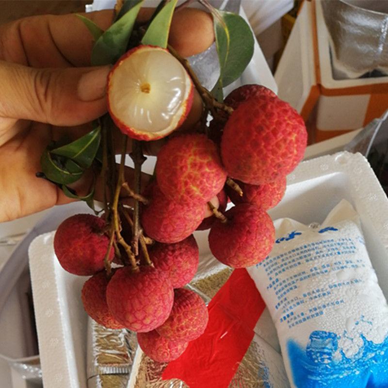新鲜荔枝现摘白糖罂荔枝超甜黑叶当季荔枝孕妇水果整箱批发包