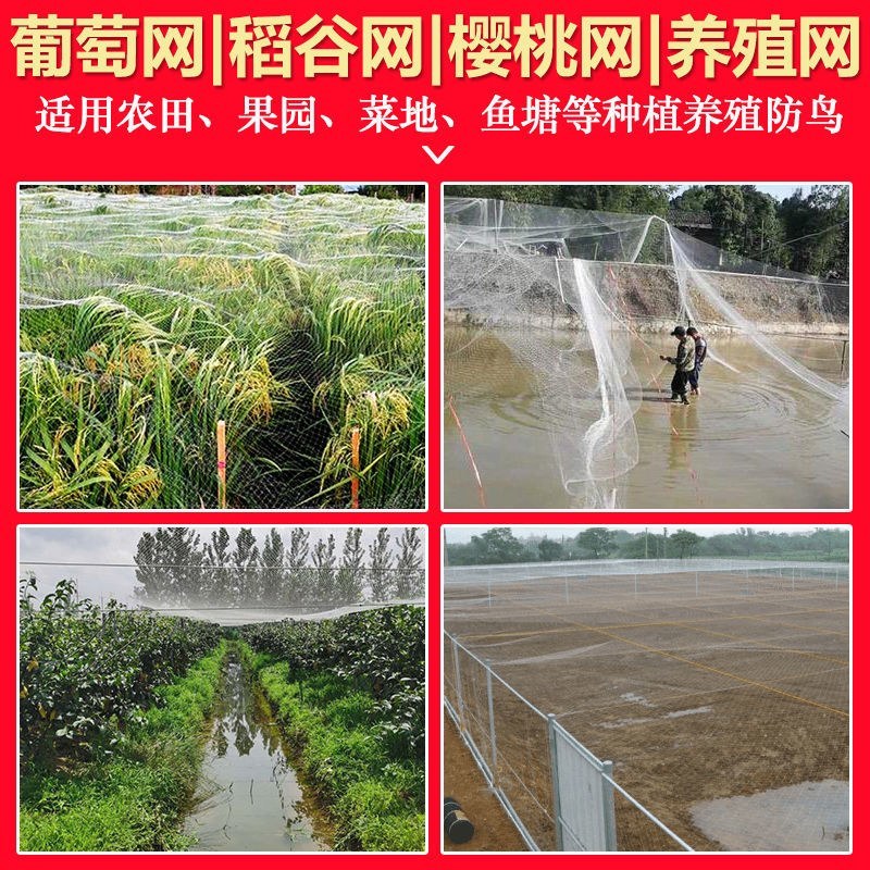 尼龙防鸟网天网驱鸟网果树樱桃葡萄果园农田养殖鱼塘大棚养殖