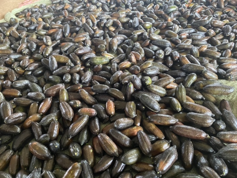 澳洲指橙手指柠檬大量供应，商超，电商平台对接