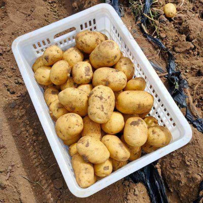 【实力商家】便宜精品V7土豆量大质优看货议价全国发货