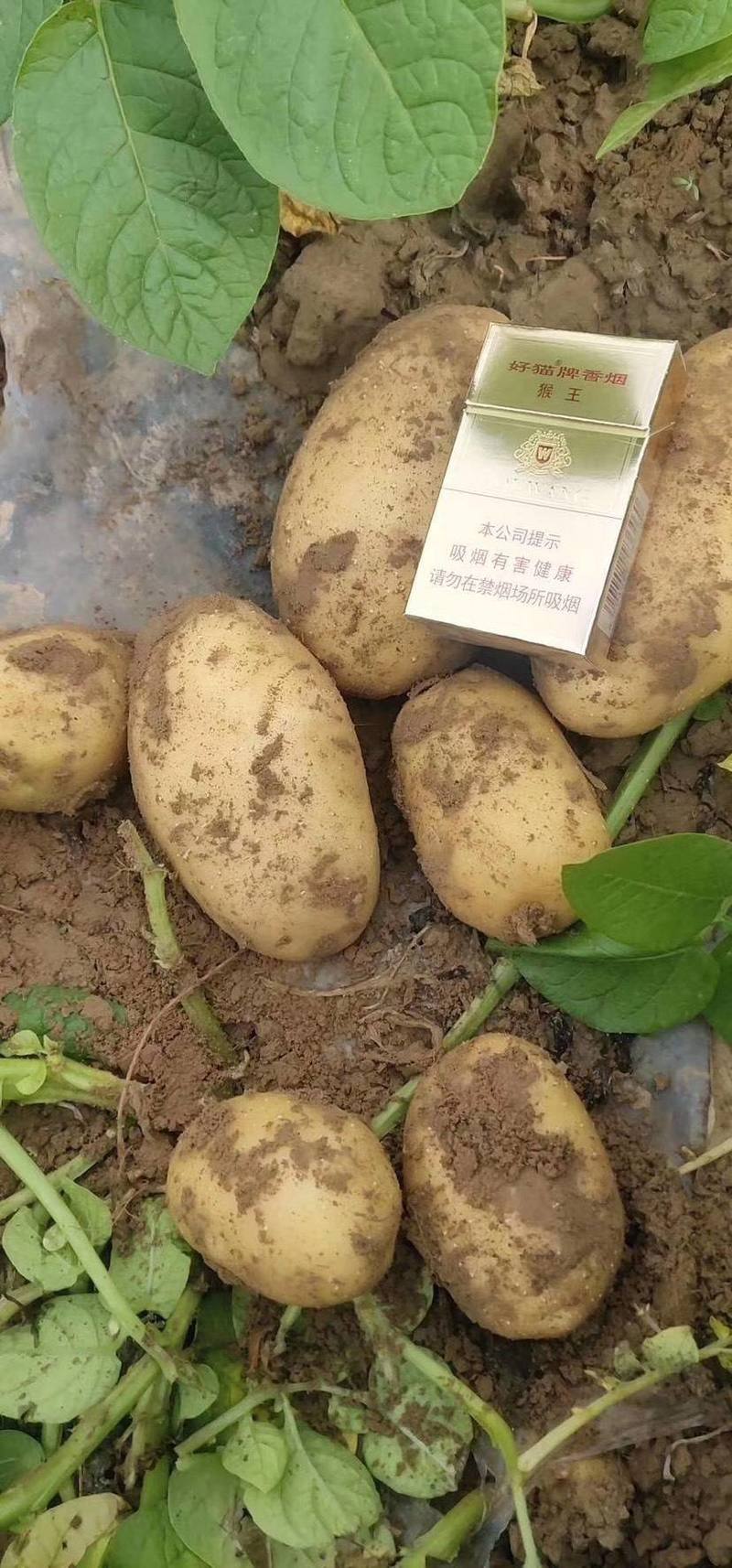 【实力商家】便宜精品V7土豆量大质优看货议价全国发货