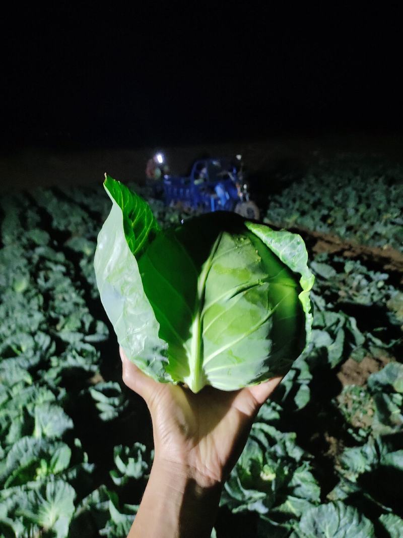 甘肃靖远产地直销、甘蓝中皮货、加工厂货、无虫无老化