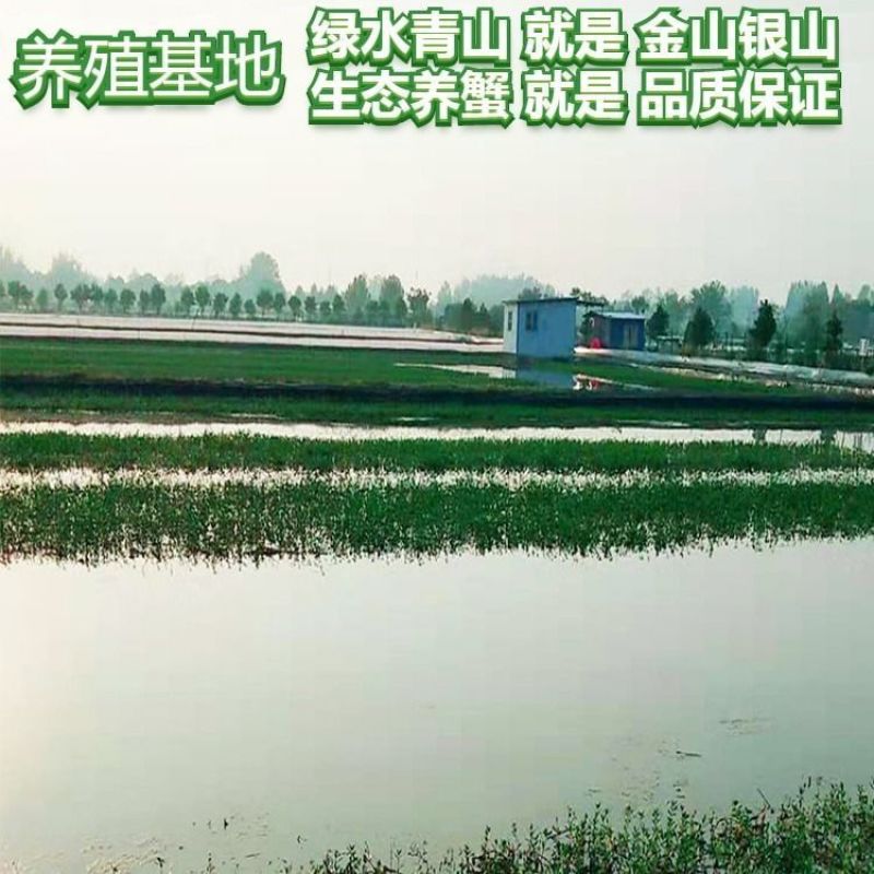 大闸蟹活体海鲜鲜活特大全母蟹海鲜螃蟹水产螃蟹