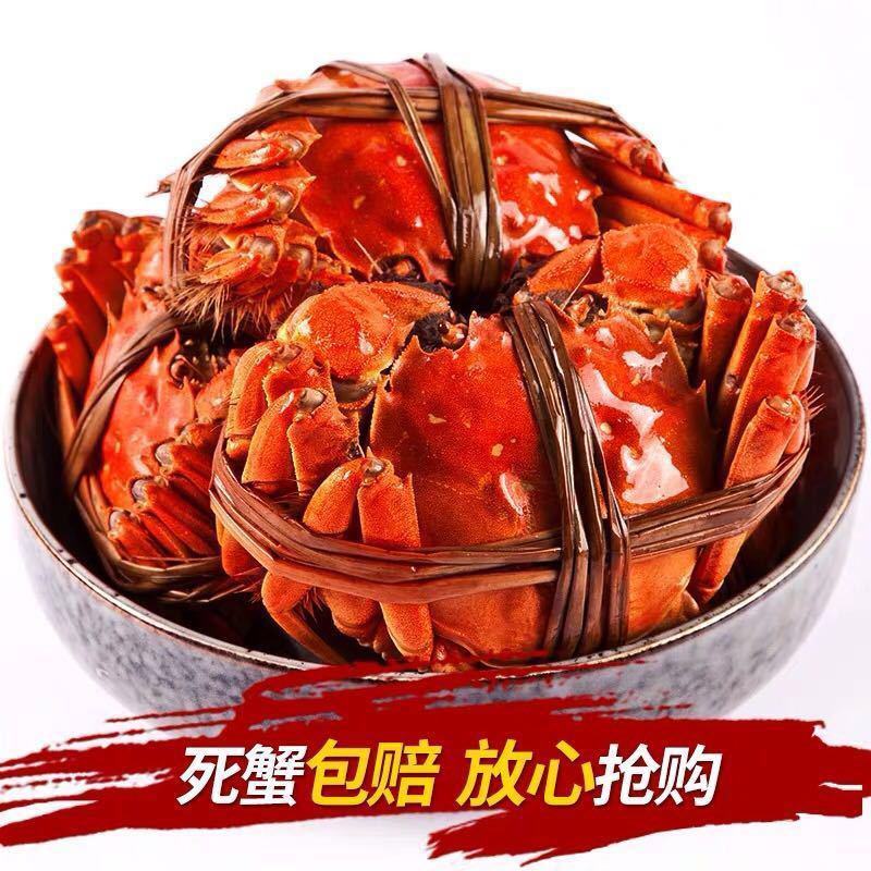 大闸蟹活体海鲜鲜活特大全母蟹海鲜螃蟹水产螃蟹