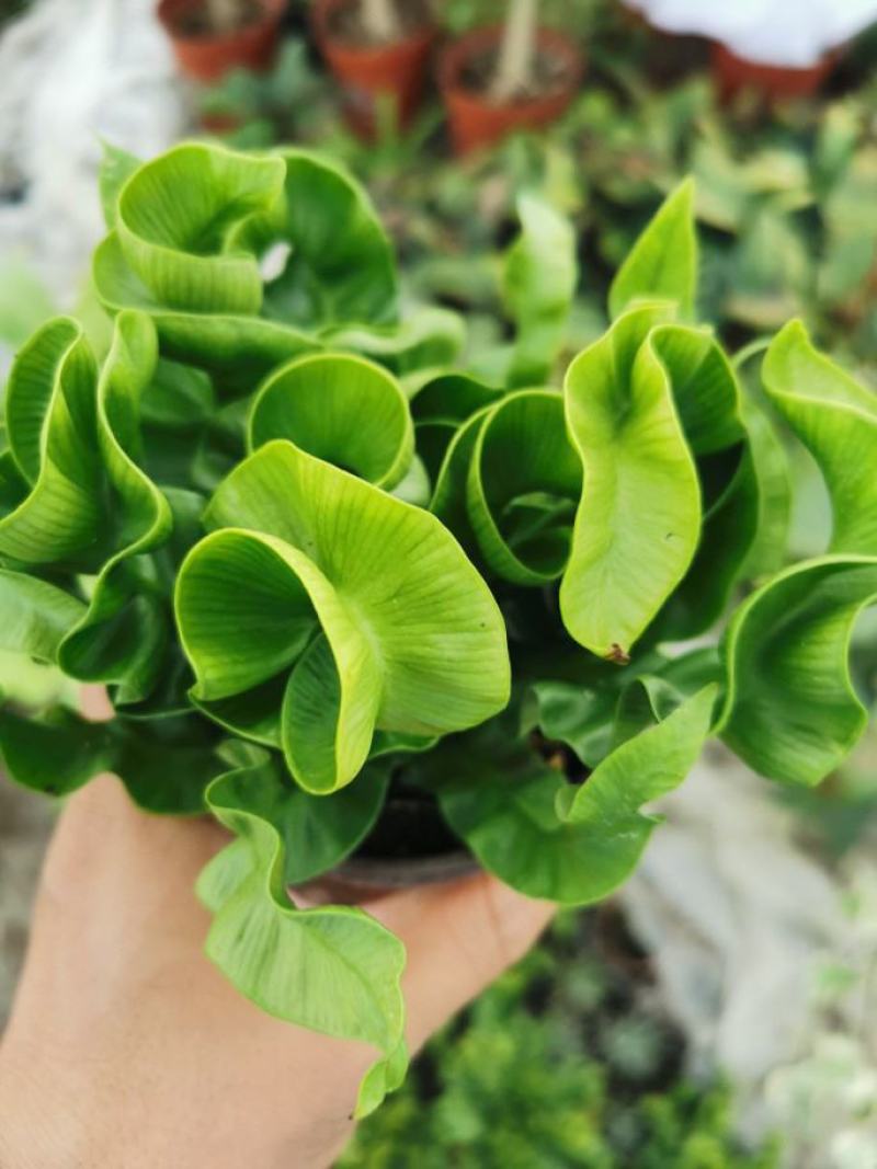 卷叶蕨绿植盆栽好养四季常青多年生室内耐阴净化空气