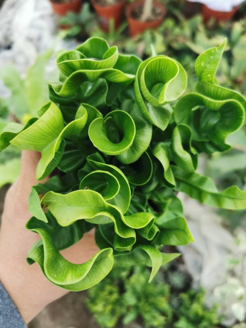 卷叶蕨绿植盆栽好养四季常青多年生室内耐阴净化空气
