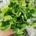 卷叶蕨绿植盆栽好养四季常青多年生室内耐阴净化空气