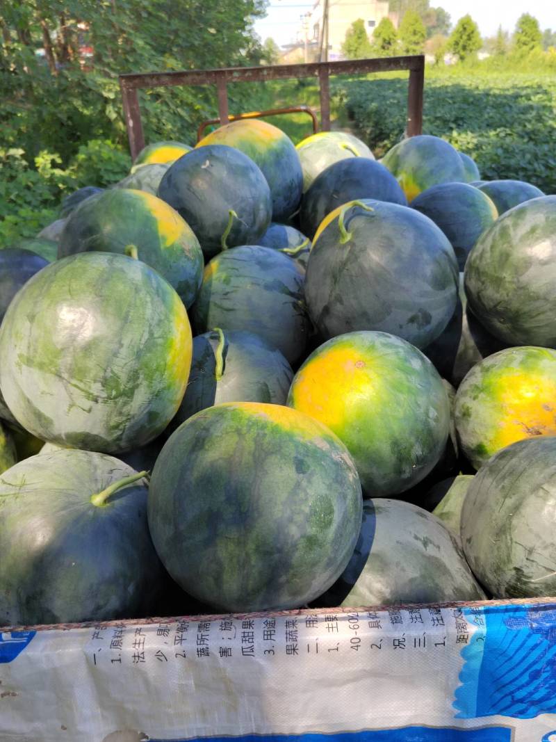 湖北天门精品黑皮无籽，电商市场全网代发