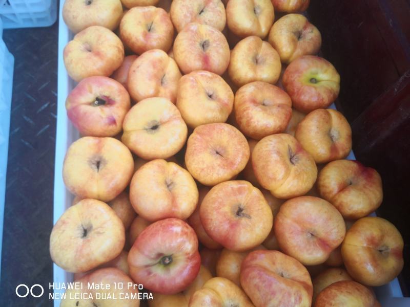 各种各样品类、规格的桃子水蜜桃，脆桃产地直发