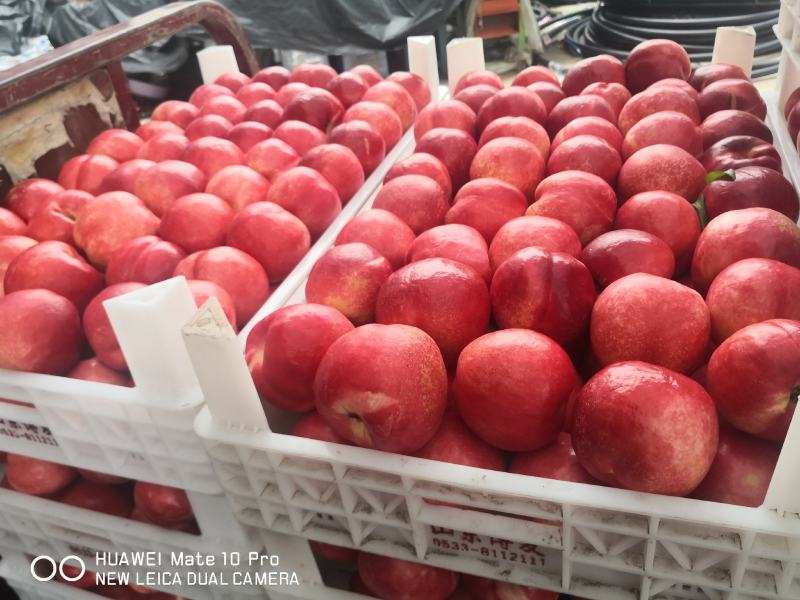 各种各样品类、规格的桃子水蜜桃，脆桃产地直发