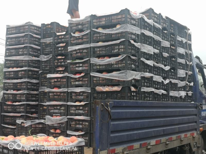 各种各样品类、规格的桃子水蜜桃，脆桃产地直发