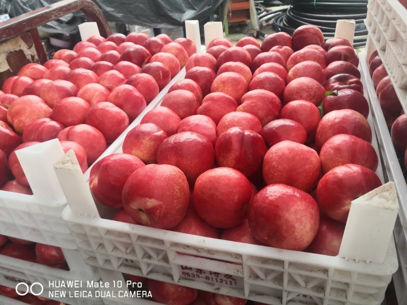 各种各样品类、规格的桃子水蜜桃，脆桃产地直发