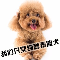 纯种泰迪犬真狗茶杯犬长不大贵宾小型狗宠物狗幼犬泰迪狗小狗