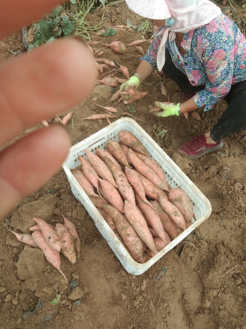 红薯