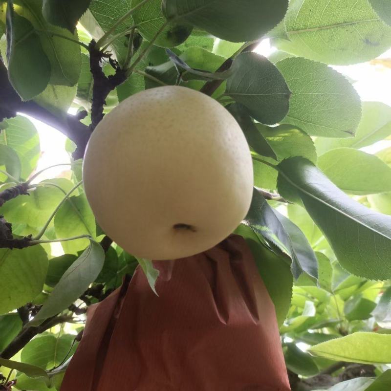 黄金梨
