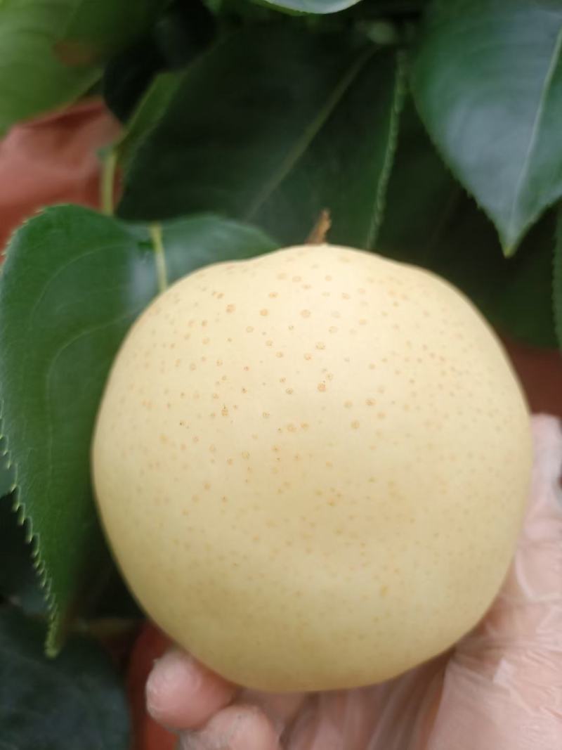 黄金梨
