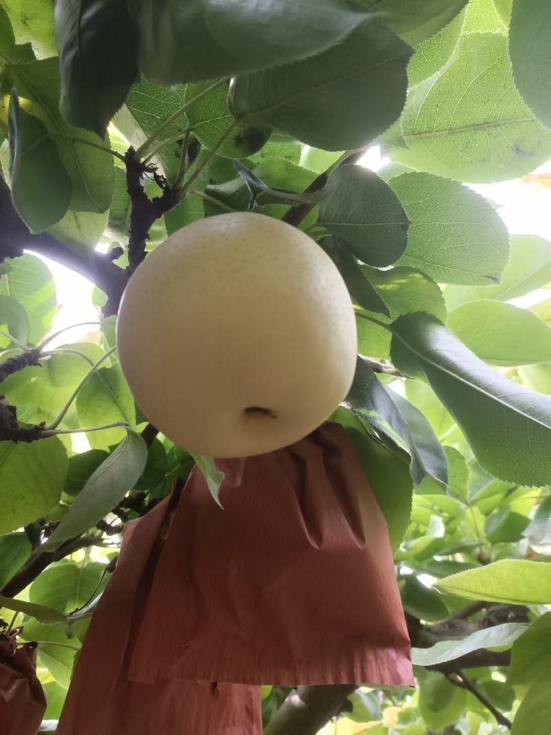 黄金梨
