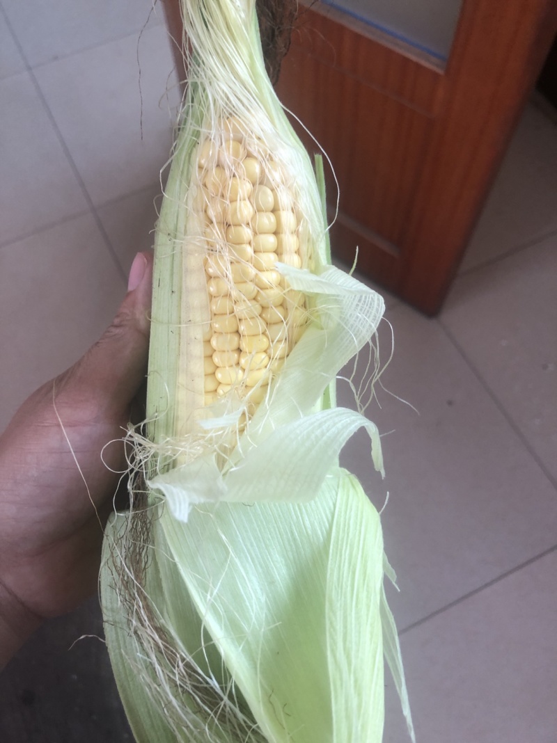 预售玉米