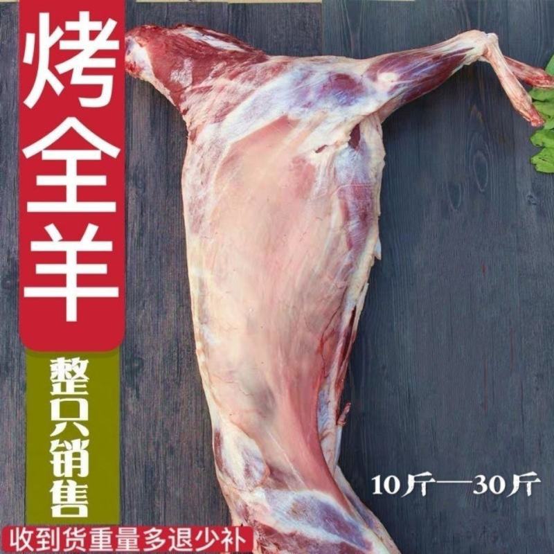 新鲜冷冻羔羊内蒙古烤全羊羔羊全羊鲜冻白条羊全羊整只烤全羊