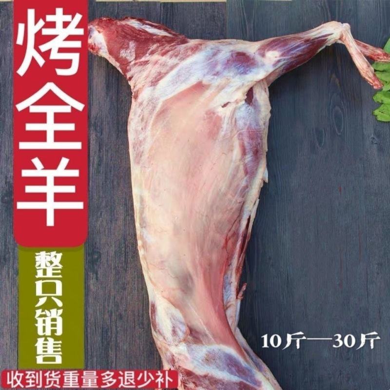 新鲜冷冻羔羊内蒙古烤全羊羔羊全羊鲜冻白条羊全羊整只烤全羊
