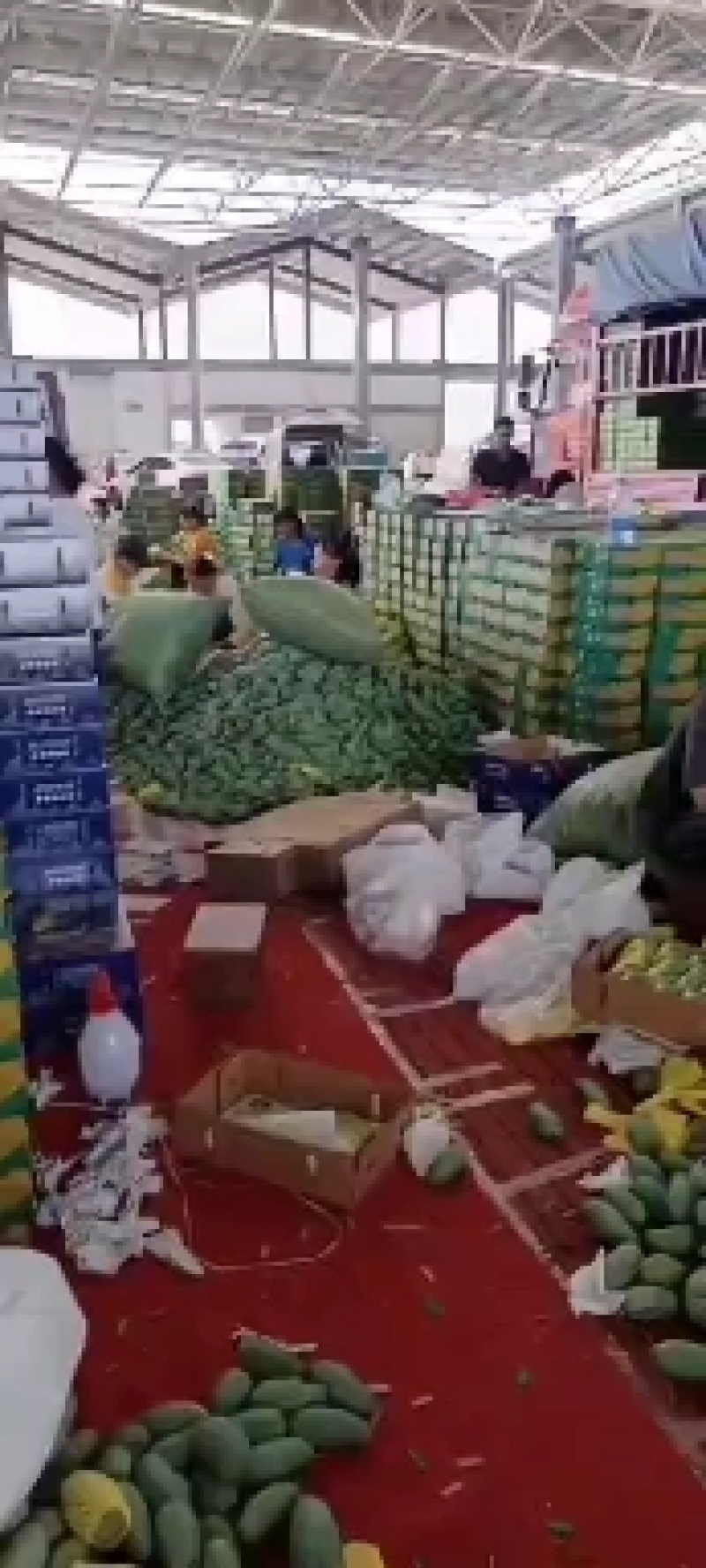田东县小金煌现货供应，支持落地配一件代发