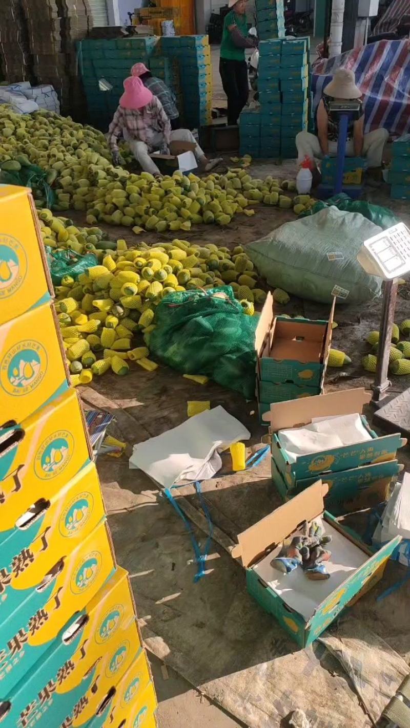 田东县小金煌现货供应，支持落地配一件代发