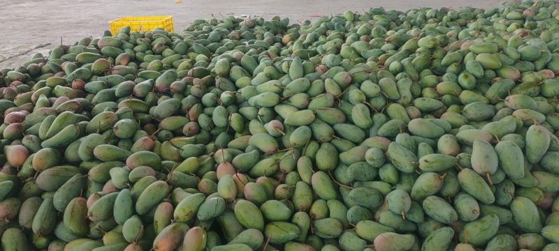 田东县小金煌现货供应，支持落地配一件代发