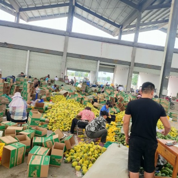 田东县小金煌现货供应，支持落地配一件代发