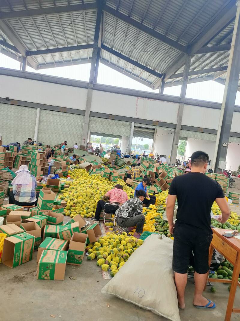 田东县小金煌现货供应，支持落地配一件代发