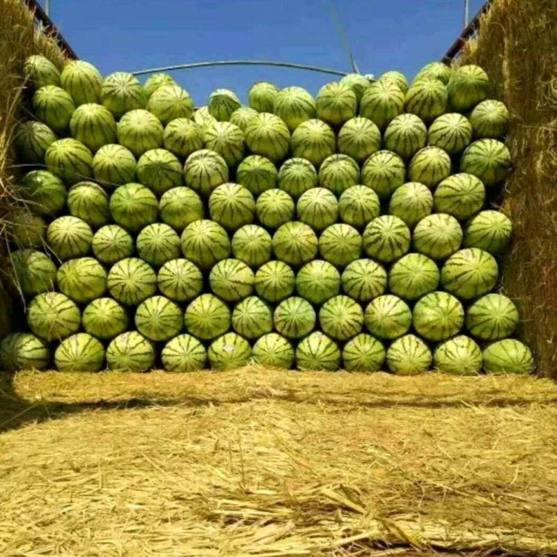 【精品推荐】宁夏硒砂瓜金花西瓜产地直供量大从优