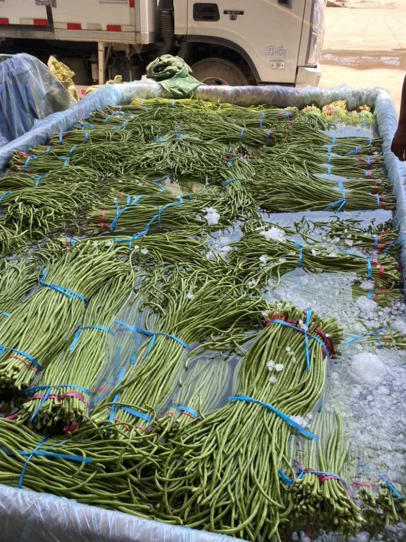热销🔥邯郸精品长豆角豇豆角大量上市可供各大批发市场
