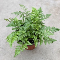 高山羊齿蕨盆栽芒叶羊齿叶室内植物好养耐寒耐热