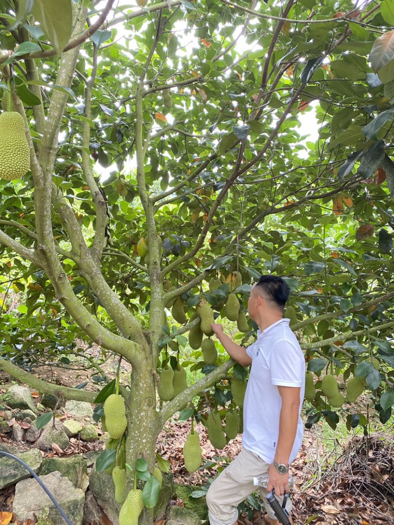 海南陵水珍珠榴莲蜜