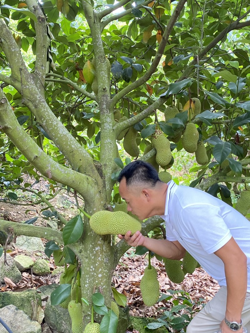 海南陵水珍珠榴莲蜜