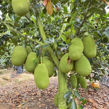 海南陵水珍珠榴莲蜜