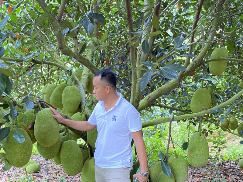 海南陵水珍珠榴莲蜜