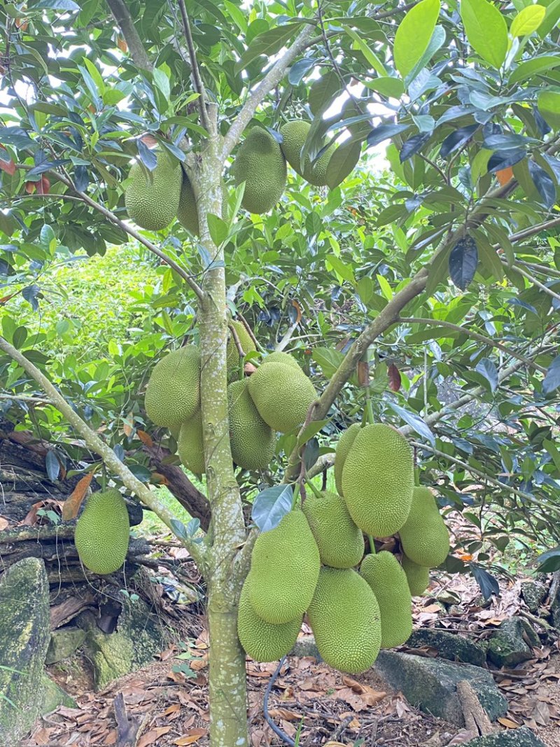海南陵水珍珠榴莲蜜