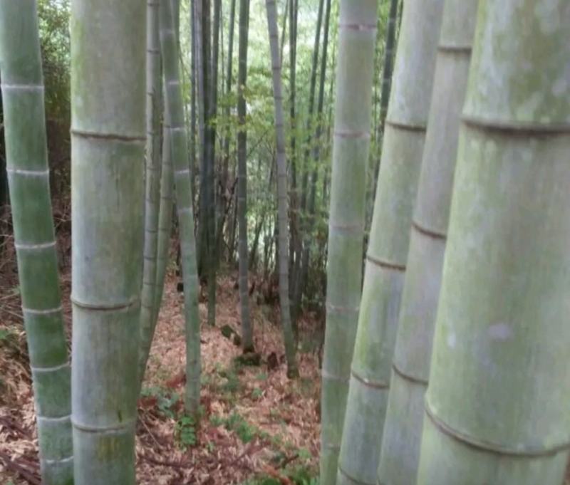 菜架竹竿，大棚竹竿，旗杆，大小规格都有，接受定制