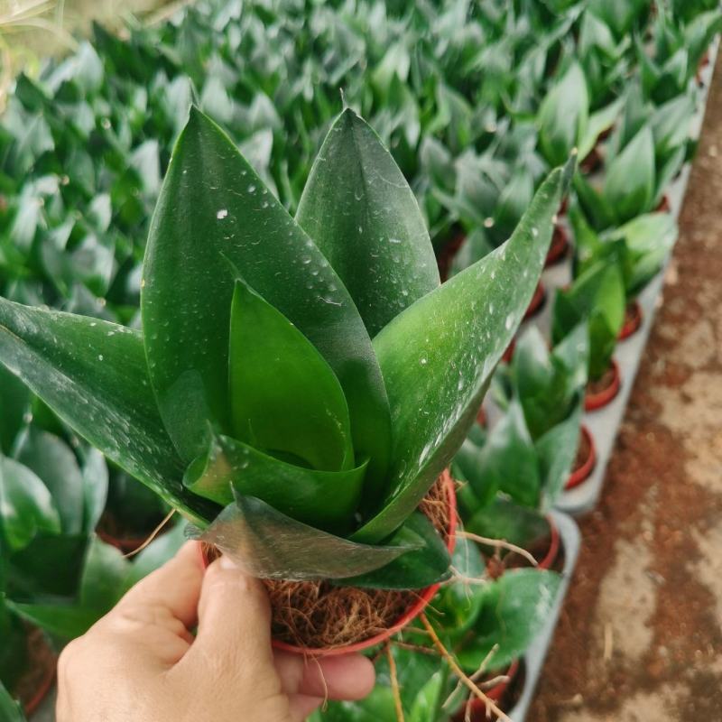 黑金刚虎皮兰好养室内绿植花卉盆栽客厅办公吸甲醛防辐射