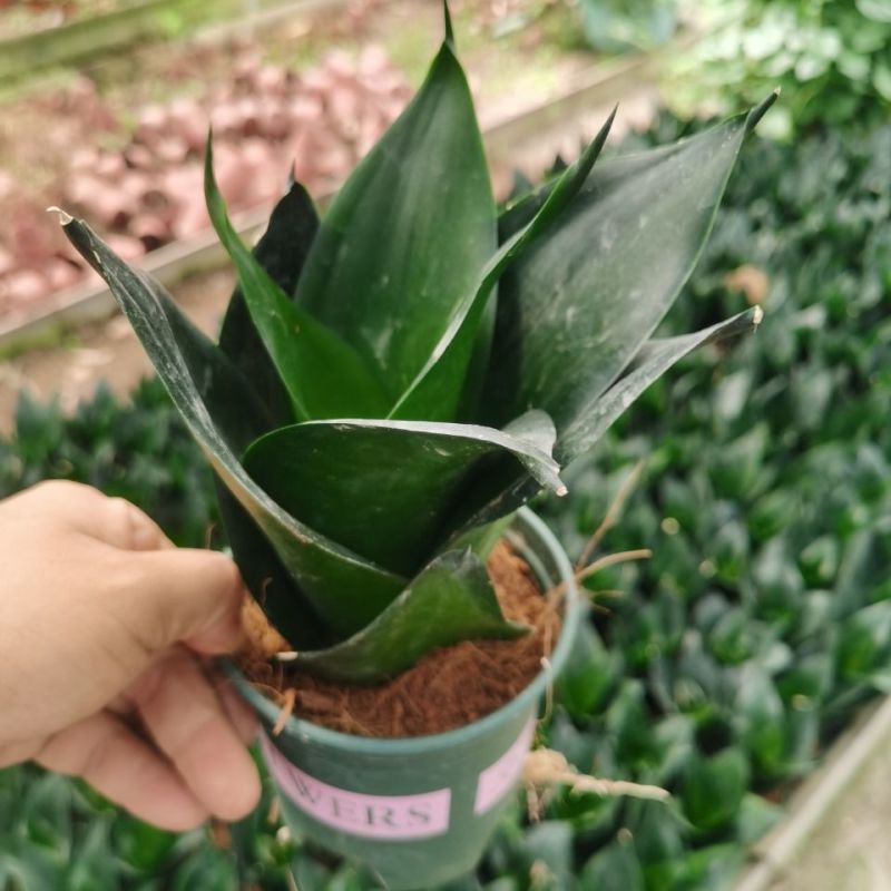 黑金刚虎皮兰好养室内绿植花卉盆栽客厅办公吸甲醛防辐射