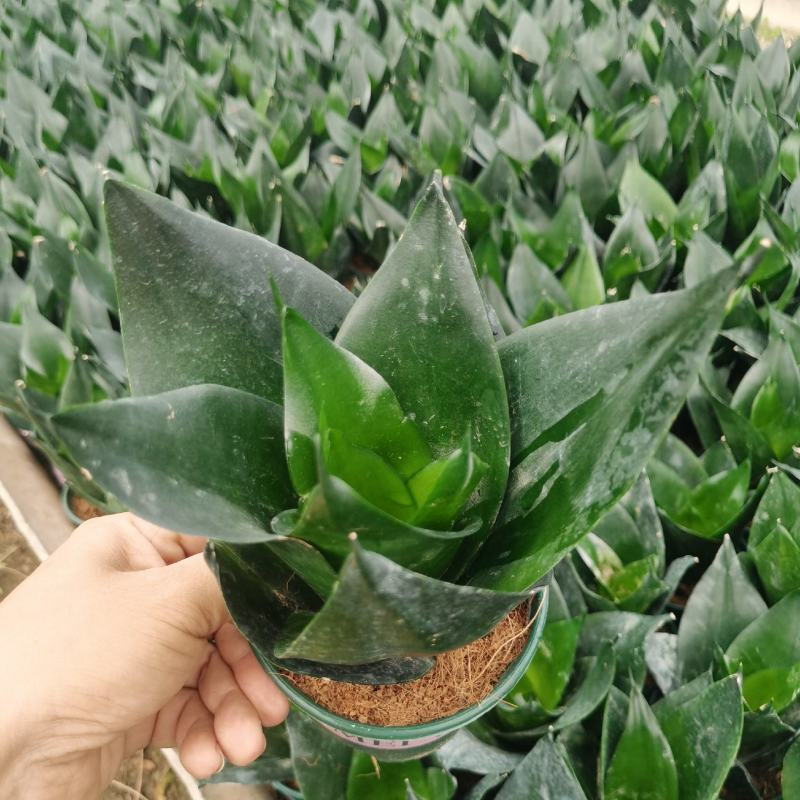 黑金刚虎皮兰好养室内绿植花卉盆栽客厅办公吸甲醛防辐射