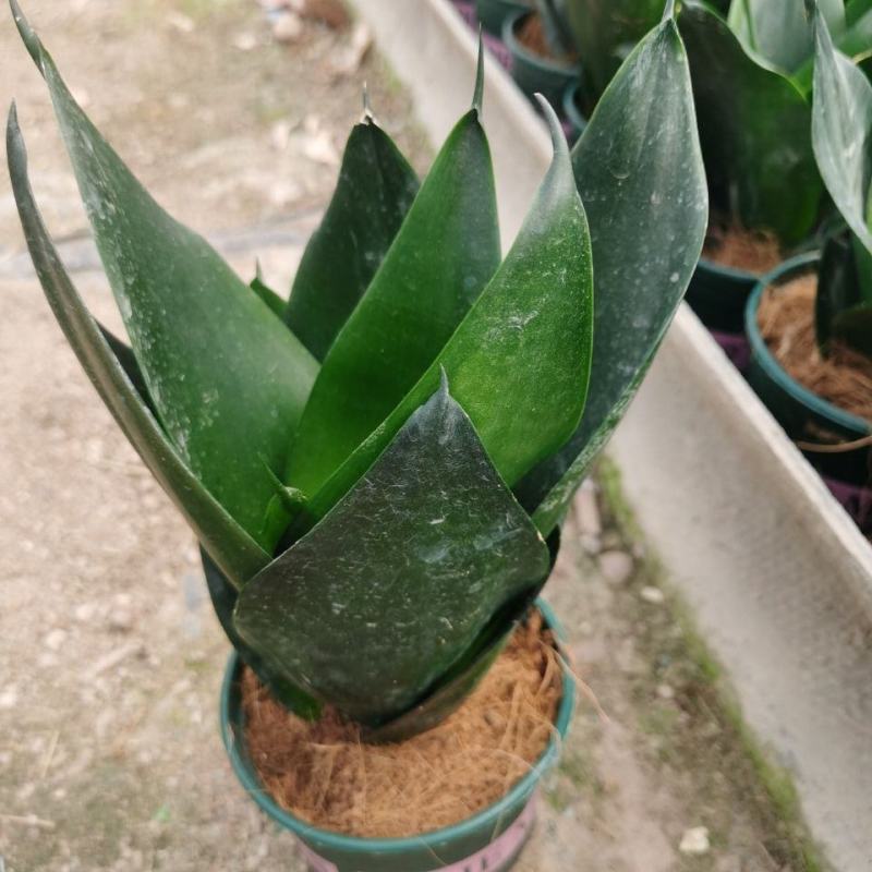 黑金刚虎皮兰好养室内绿植花卉盆栽客厅办公吸甲醛防辐射