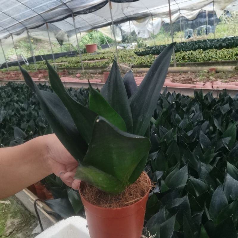 黑金刚虎皮兰好养室内绿植花卉盆栽客厅办公吸甲醛防辐射