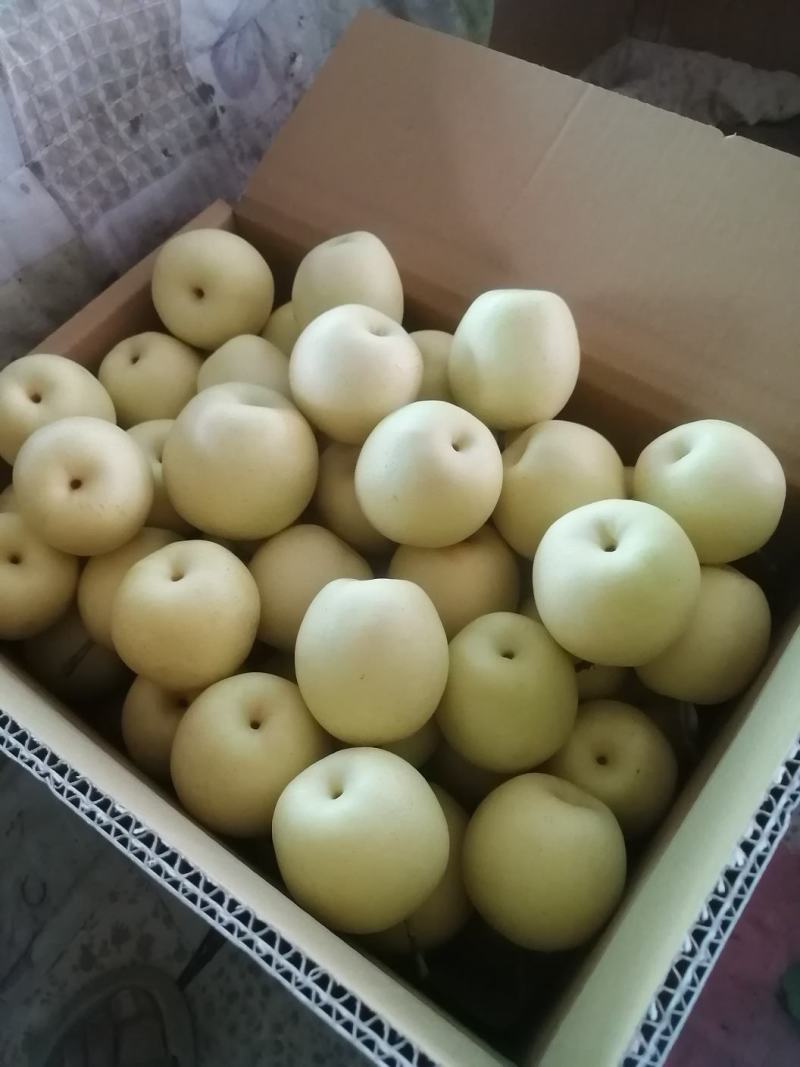 皇冠梨
