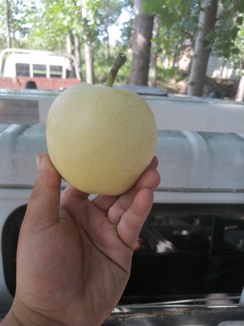皇冠梨