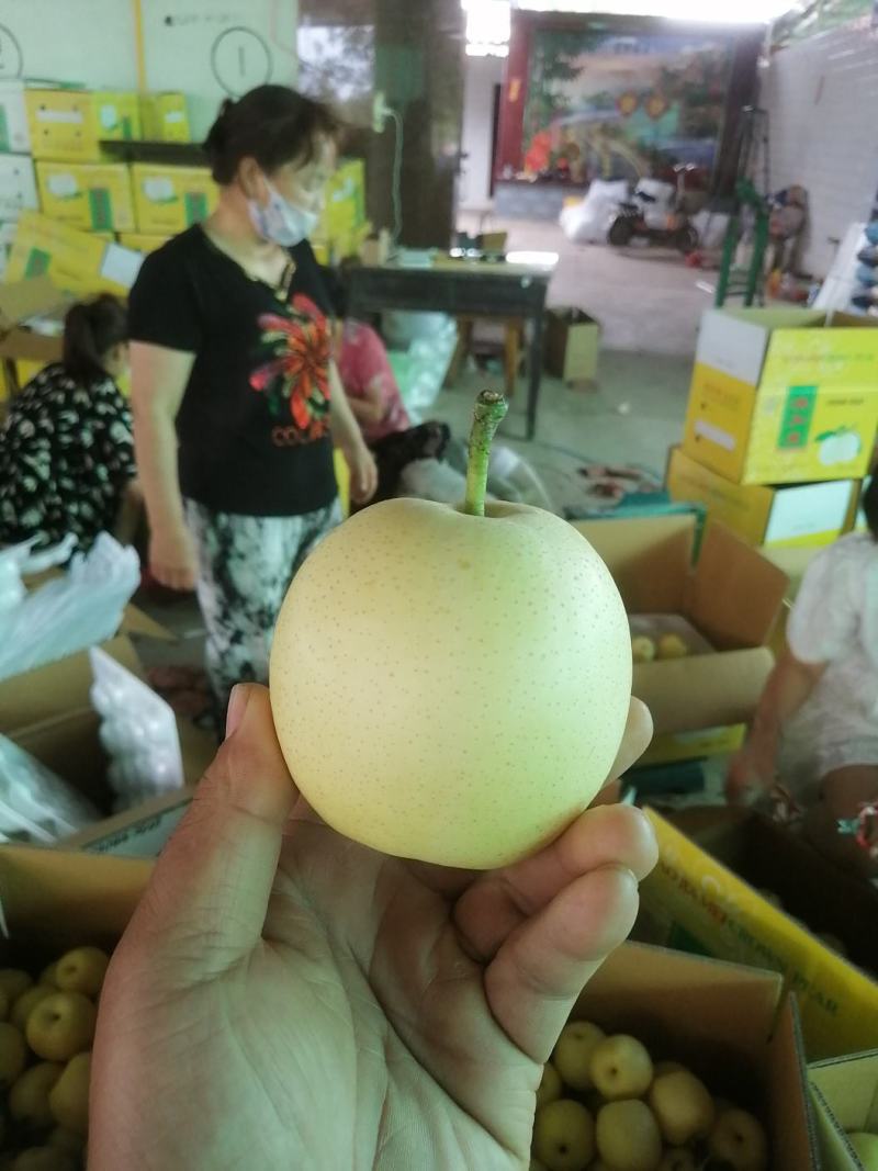 皇冠梨