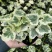 雪莹雪萤日本常春藤人气网红室内外观叶垂吊绿植花卉盆栽植物